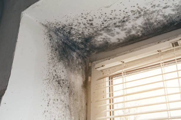 Affordable Basement Mold Removal solutions in Ada, MN